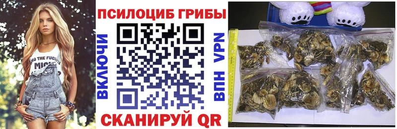 omg онион  Почеп  Псилоцибиновые грибы Cubensis 